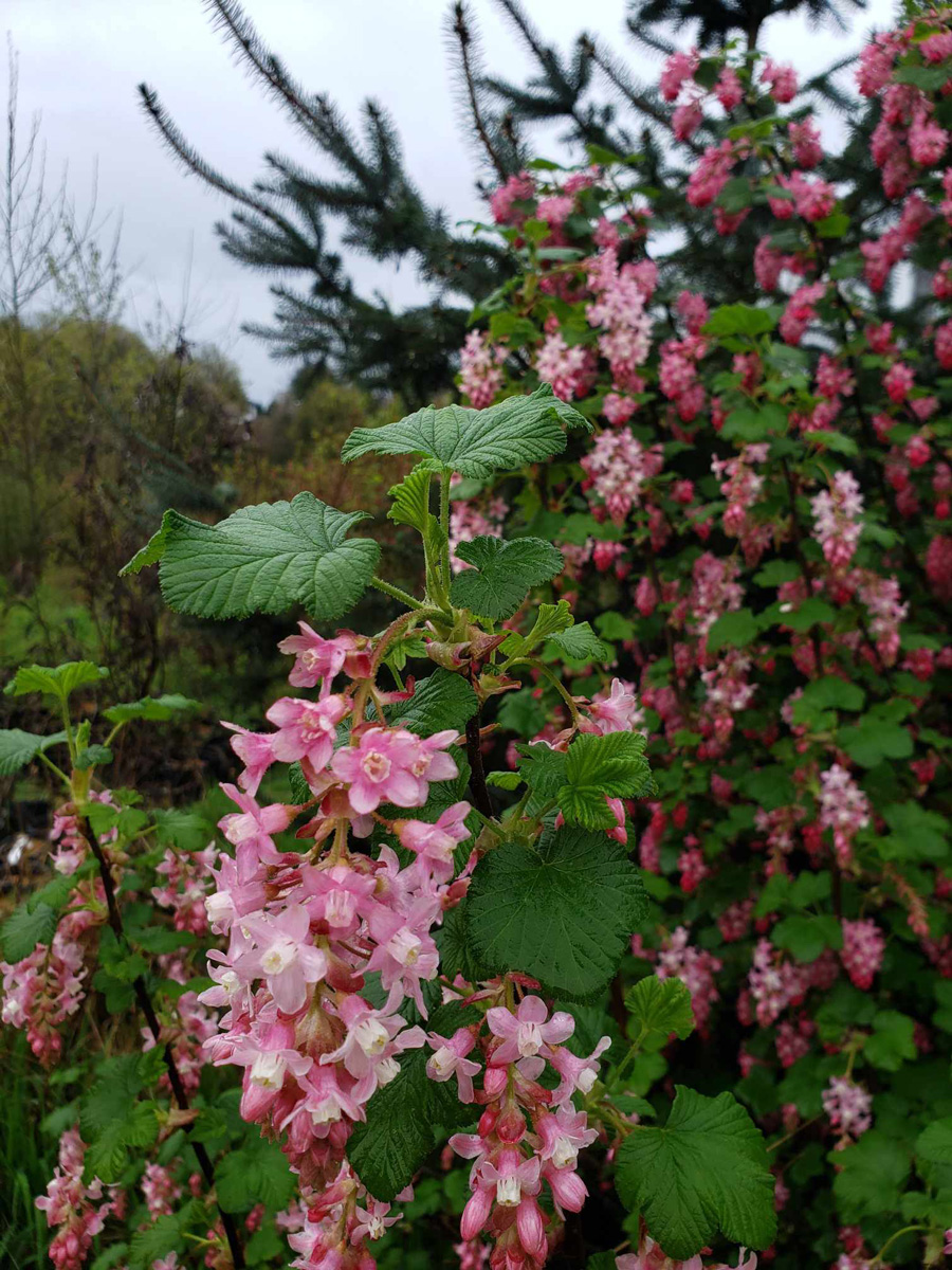 Red-Flowering-Current2